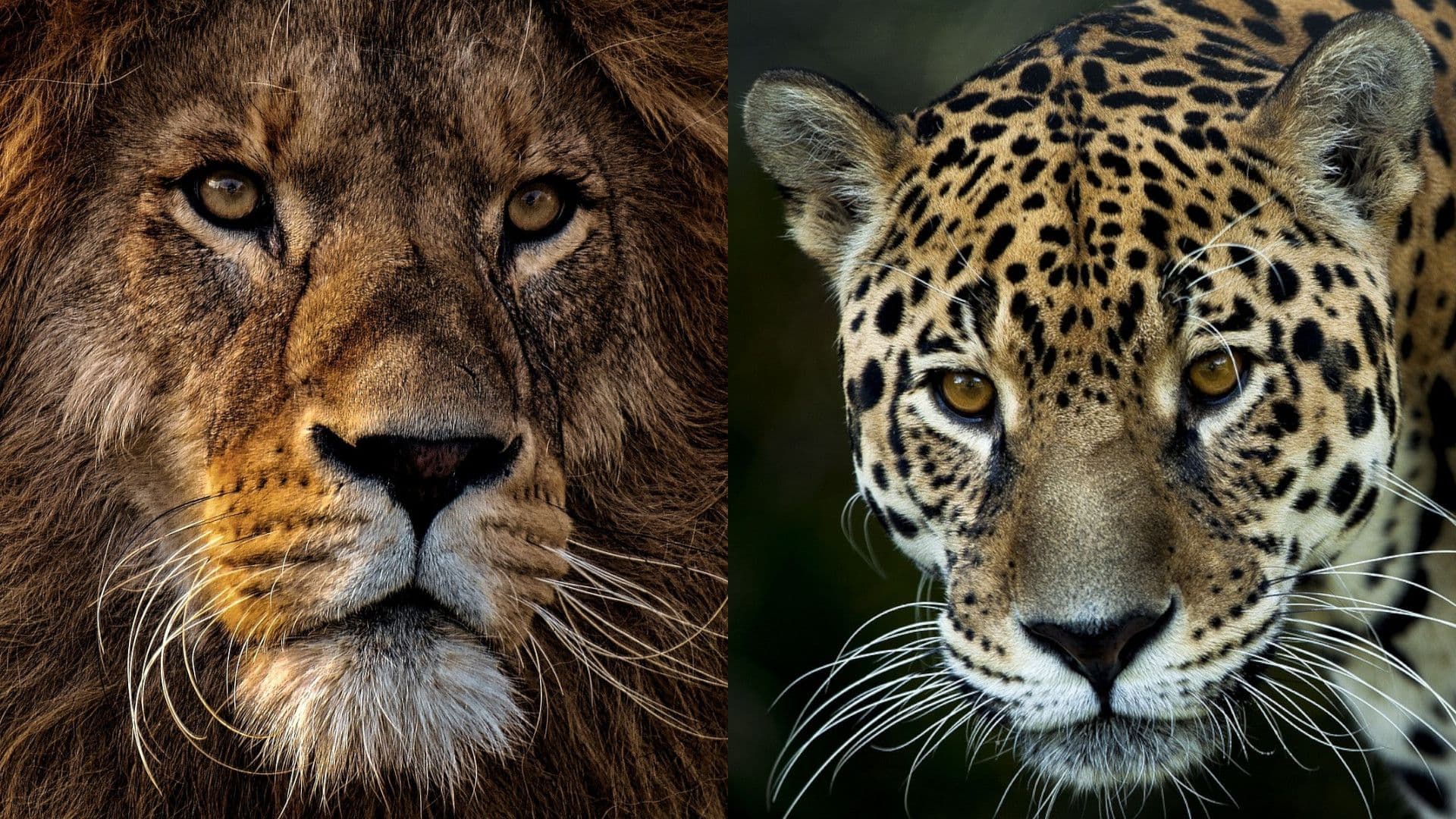 Lion image by Alexas_Fotos from Pixabay. Jaguar image by Nickbar from Pixabay.