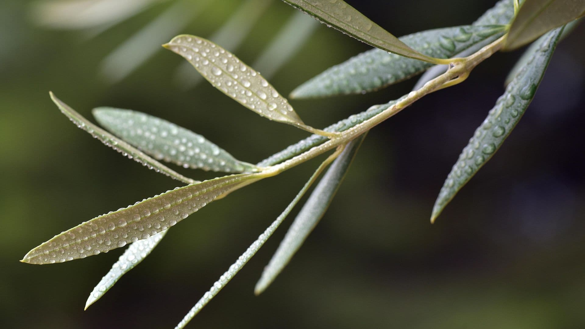 An olive branch. Image courtesy ulleo via Pixabay.