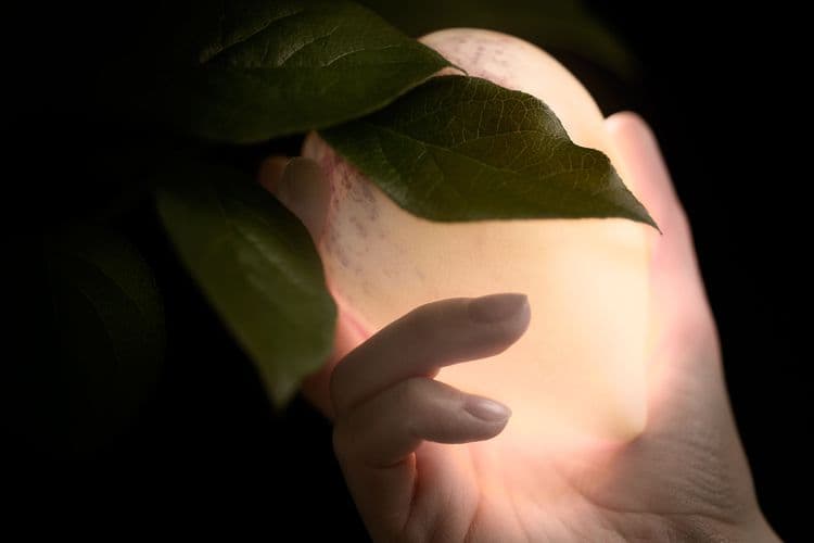 fruit-tree-life media related image