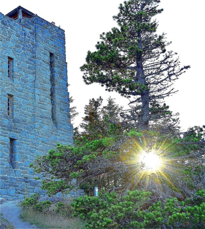 light-wilderness media related image